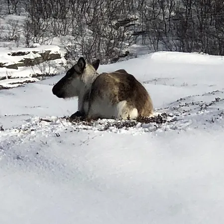 Апартаменты Downtown Cozy Тромсё